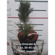 Сосна білокора 'Emerald Arrow'